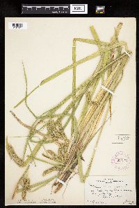 Carex pseudocyperus image