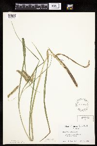 Carex pseudocyperus image
