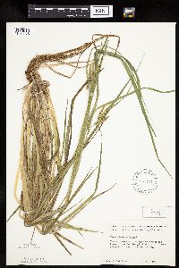 Carex pseudocyperus image