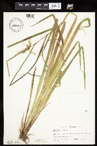 Carex pseudocyperus image