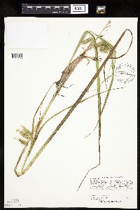 Carex pseudocyperus image