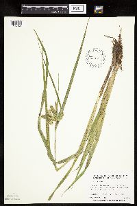 Carex pseudocyperus image