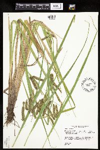 Carex pseudocyperus image