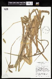 Carex pseudocyperus image