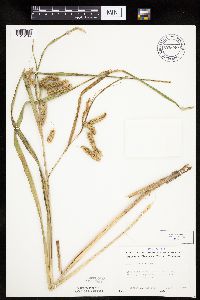 Carex pseudocyperus image