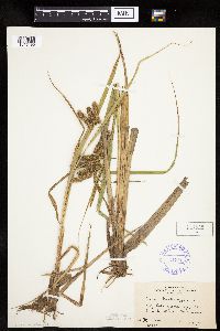 Carex pseudocyperus image