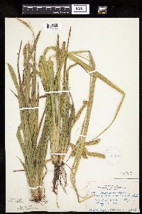 Carex pseudocyperus image