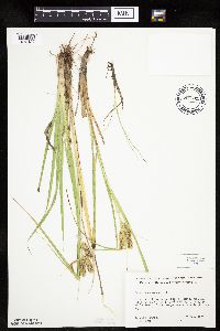 Carex pseudocyperus image