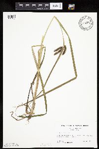 Carex pseudocyperus image