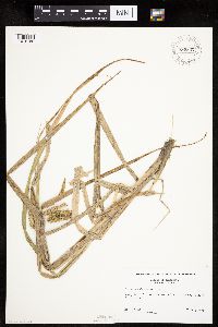 Carex pseudocyperus image