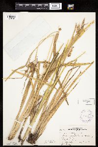 Carex pseudocyperus image