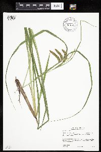 Carex pseudocyperus image