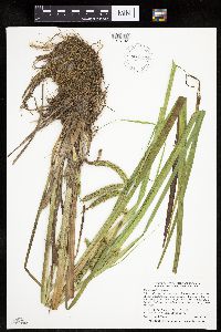 Carex pseudocyperus image