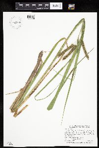 Carex pseudocyperus image