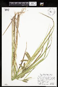 Carex pseudocyperus image