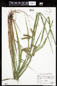 Carex pseudocyperus image