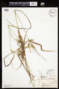Carex pseudocyperus image