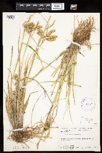 Carex pseudocyperus image
