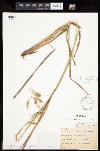 Carex pseudocyperus image