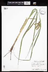 Carex pseudocyperus image