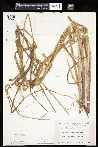 Carex pseudocyperus image