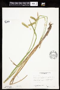 Carex pseudocyperus image