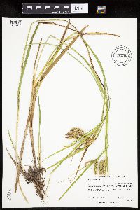 Carex pseudocyperus image