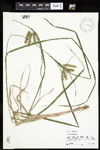Carex pseudocyperus image