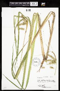 Carex pseudocyperus image