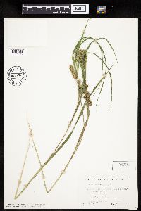 Carex pseudocyperus image