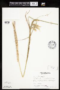 Carex pseudocyperus image
