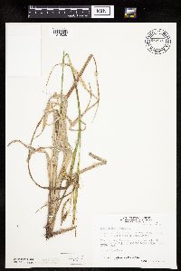 Carex pseudocyperus image