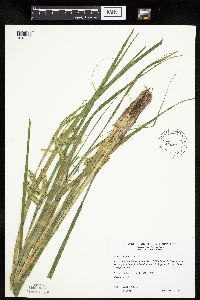 Carex pseudocyperus image