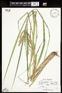 Carex pseudocyperus image
