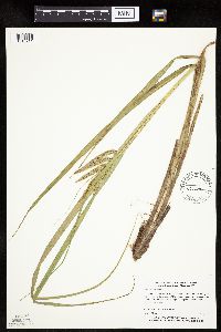 Carex pseudocyperus image
