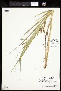 Carex pseudocyperus image