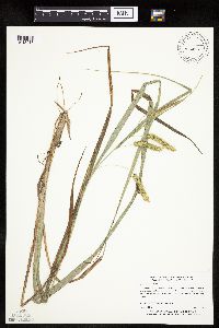 Carex pseudocyperus image