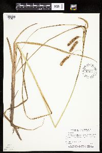 Carex pseudocyperus image