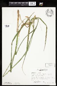 Carex pseudocyperus image