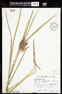 Carex pseudocyperus image