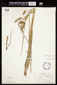 Carex pseudocyperus image