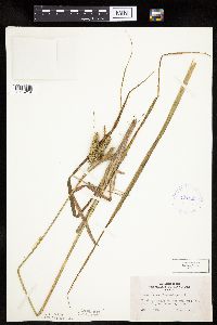 Carex pseudocyperus image