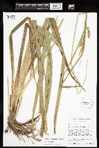 Carex pseudocyperus image