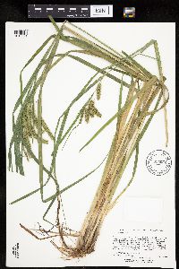 Carex pseudocyperus image