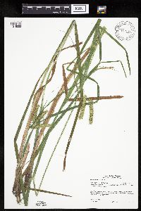 Carex pseudocyperus image