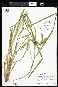 Carex pseudocyperus image