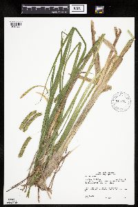 Carex pseudocyperus image