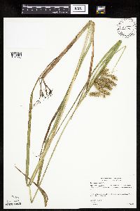 Carex pseudocyperus image