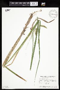 Carex pseudocyperus image