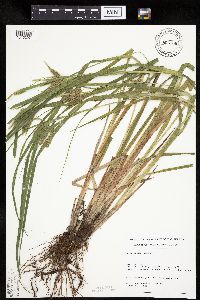 Carex pseudocyperus image